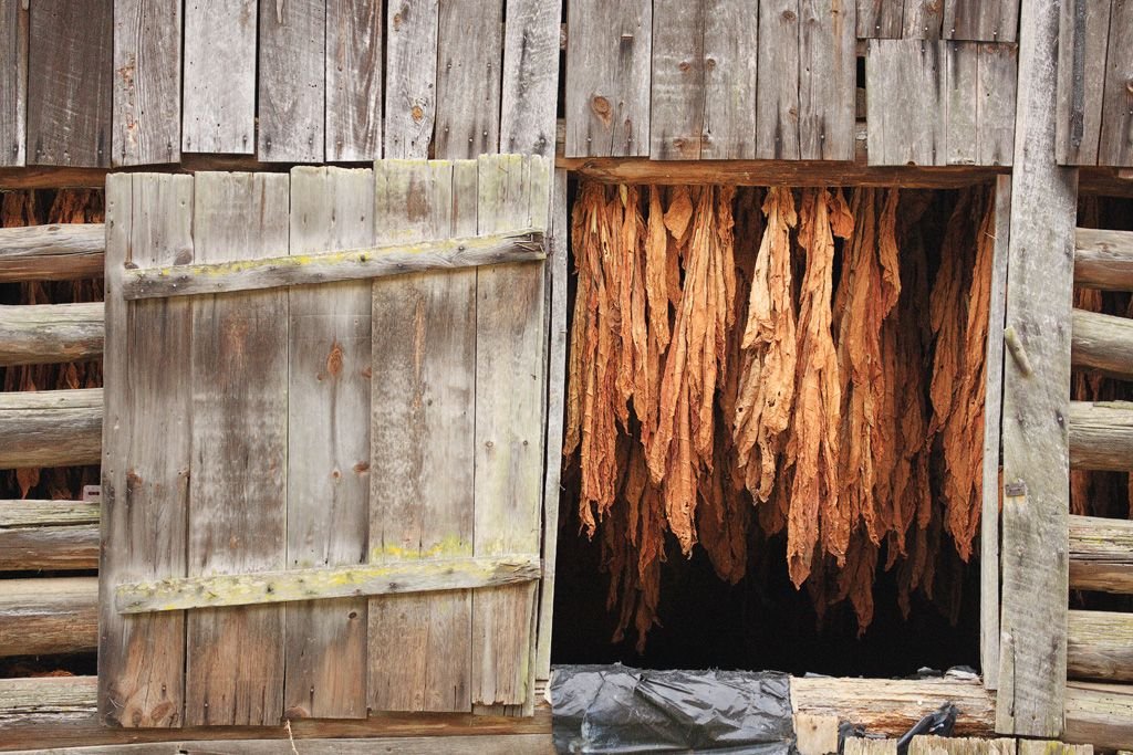 Old Tobacco Shed