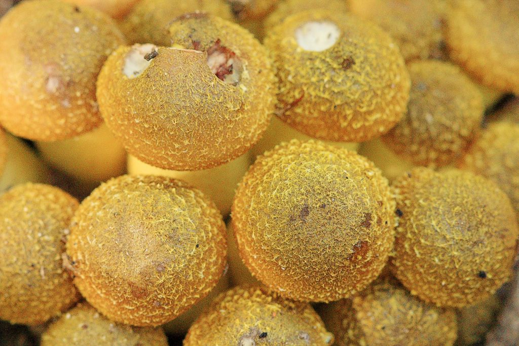 Unusual Spherical Fungus