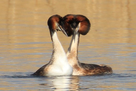 Great Crested Grebes