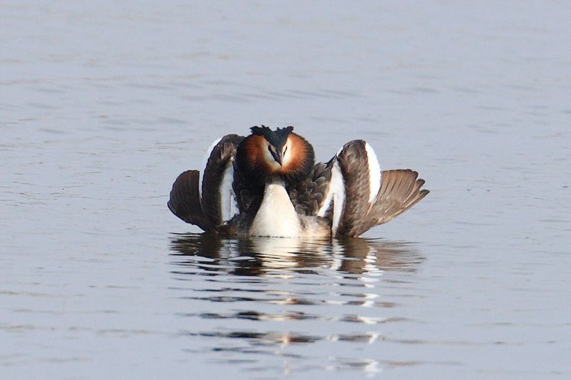 Grebe in Cat Display