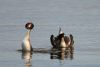 Great Crested Grebe Cat Display