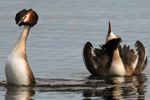 grebe cat display