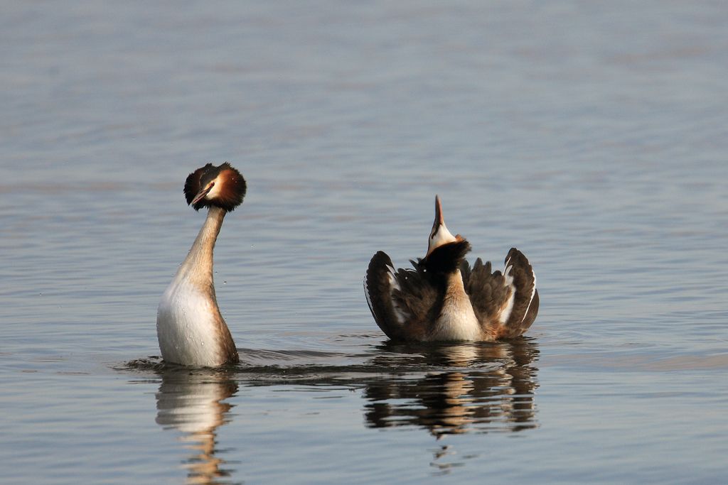 Grebe in Cat Display
