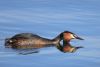 Great Crested Grebe aggression
