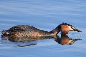 Great Crested Grebe in Aggressive Pose