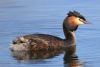 Great Crested Grebe