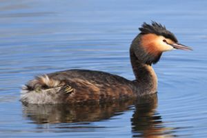 Great Crested Grebe