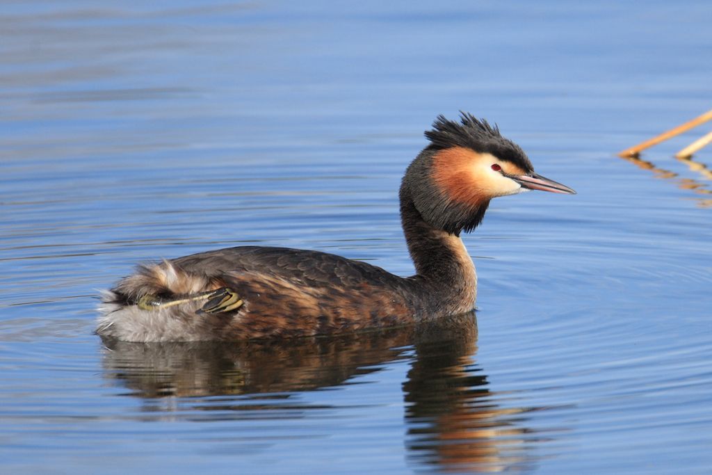 Great Crested Grebe