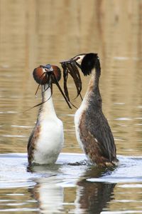 Great Crested Grebes Doing Reed Dance