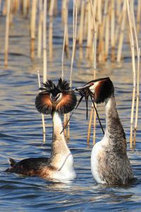 Grebes in Reed Dance, notice Ruff Display and Erect Ear-Tuffs