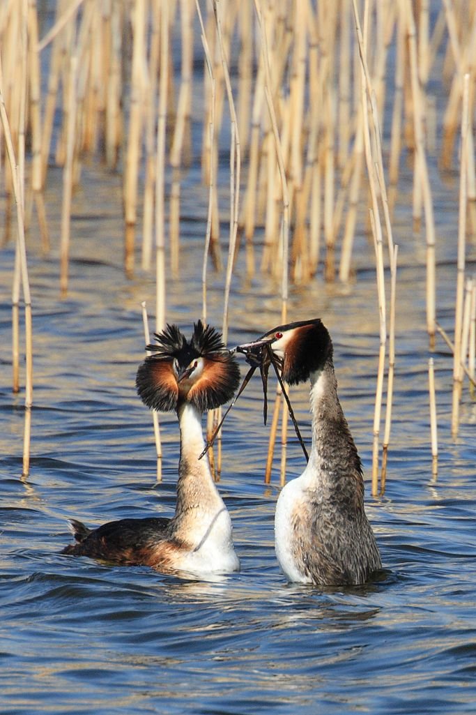 Grebes Doing Reed Dance showing Raised Ruff