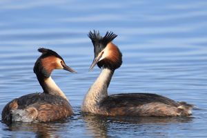 Grebes Begin Courting