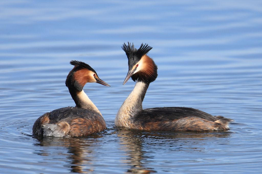 Grebes Begin Courting
