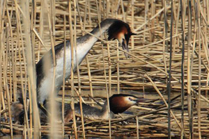 Great Crested Grebes Coupling on Raft