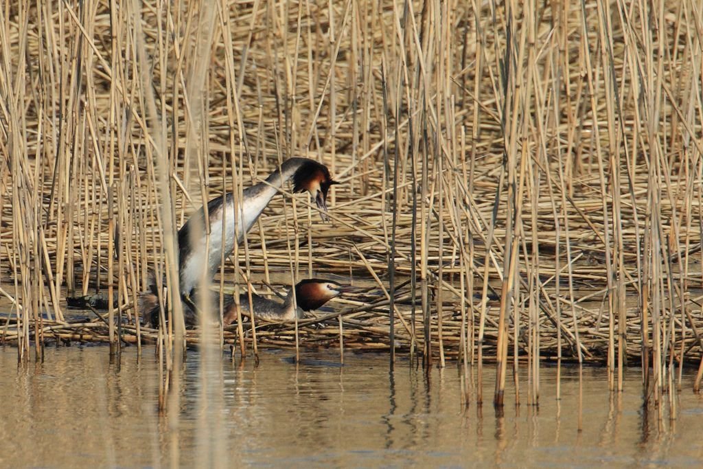 Great Crested Grebes Coupling on Raft