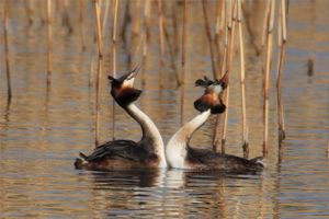 Grebes Courting