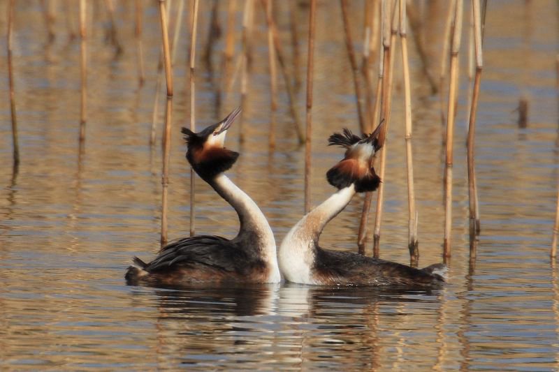 Grebes Courting