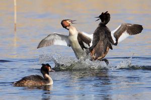 Great Crested Grebes Fighting