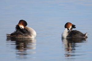 Grebes Habit Preening