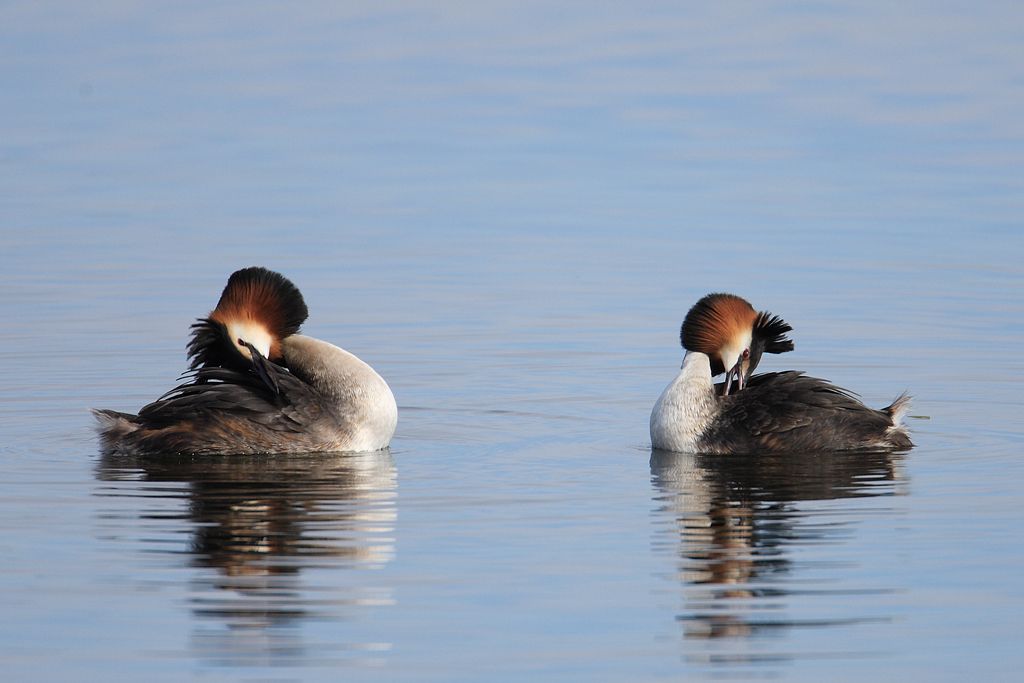 Grebes Habit Preening