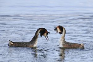 Grebes Head Shaking