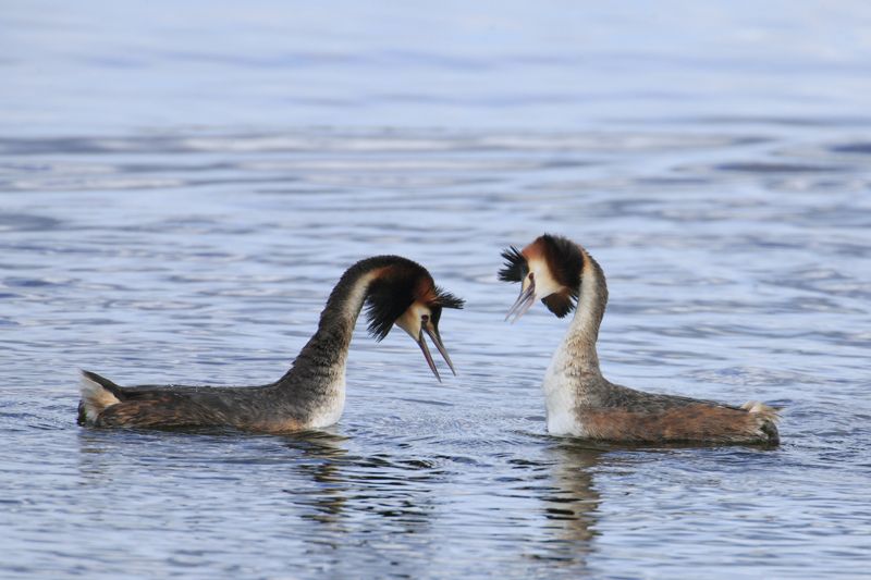 Grebes Head Shaking