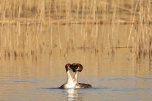 Great Crested Grebes Move Together in a Quiet Moment