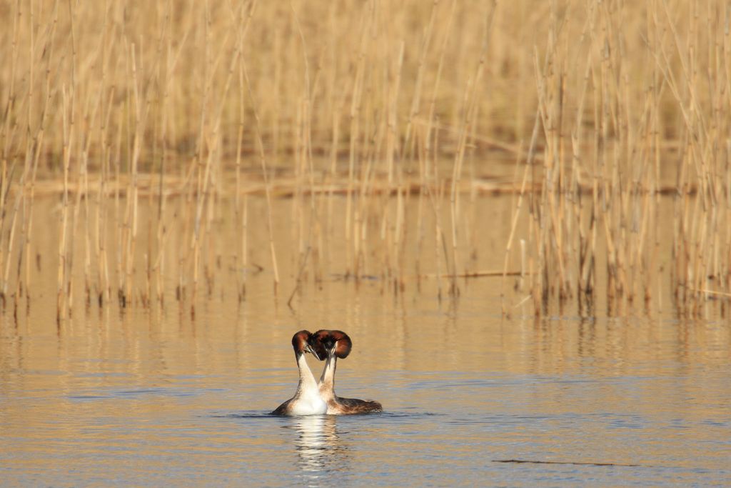Great Crested Grebes Move Together in a Quiet Moment