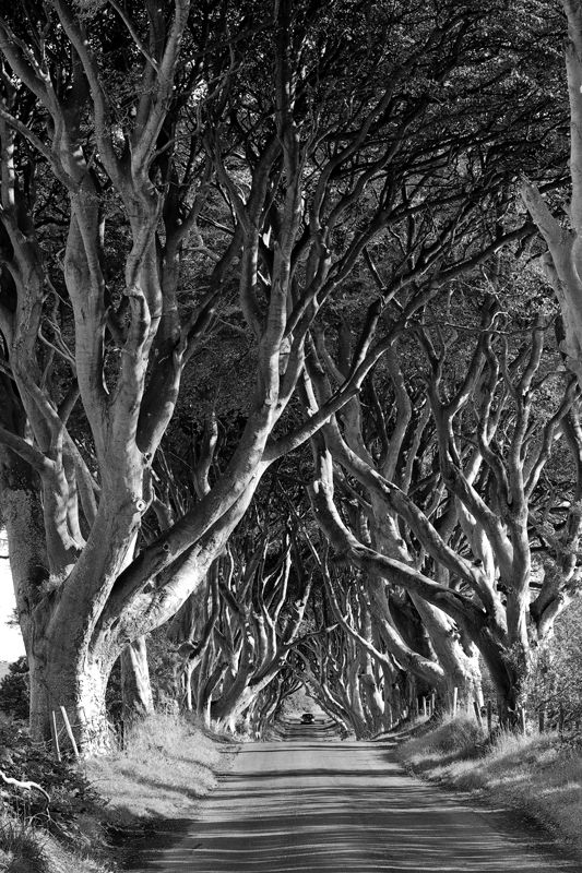 Beech Trees In Antrim