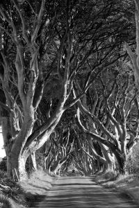 Beech Trees Antrim