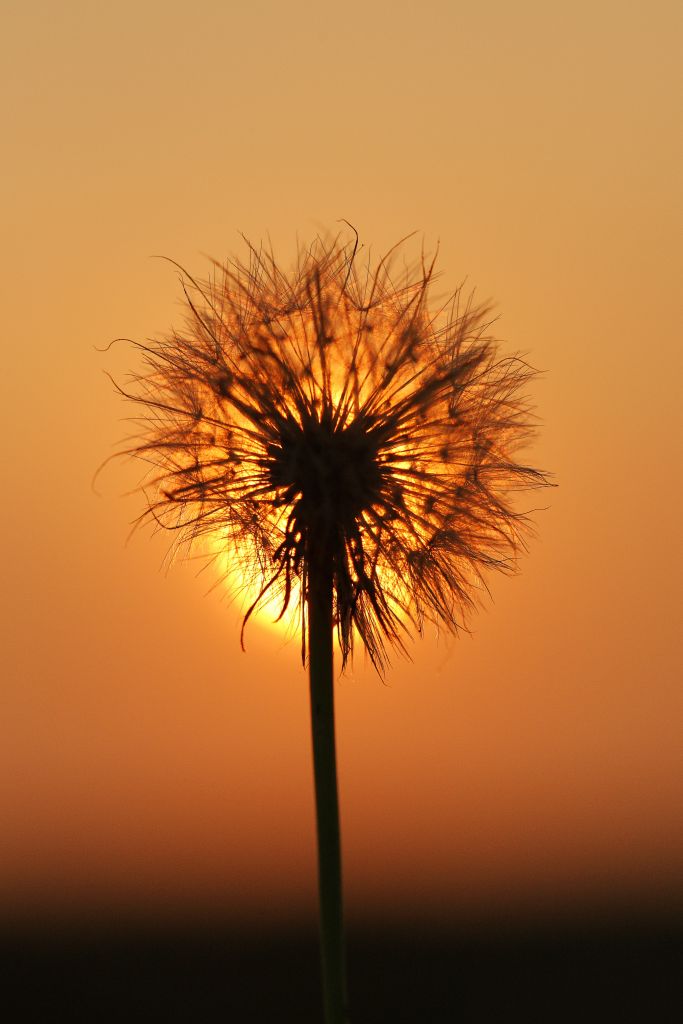 Dandelion at Sunset