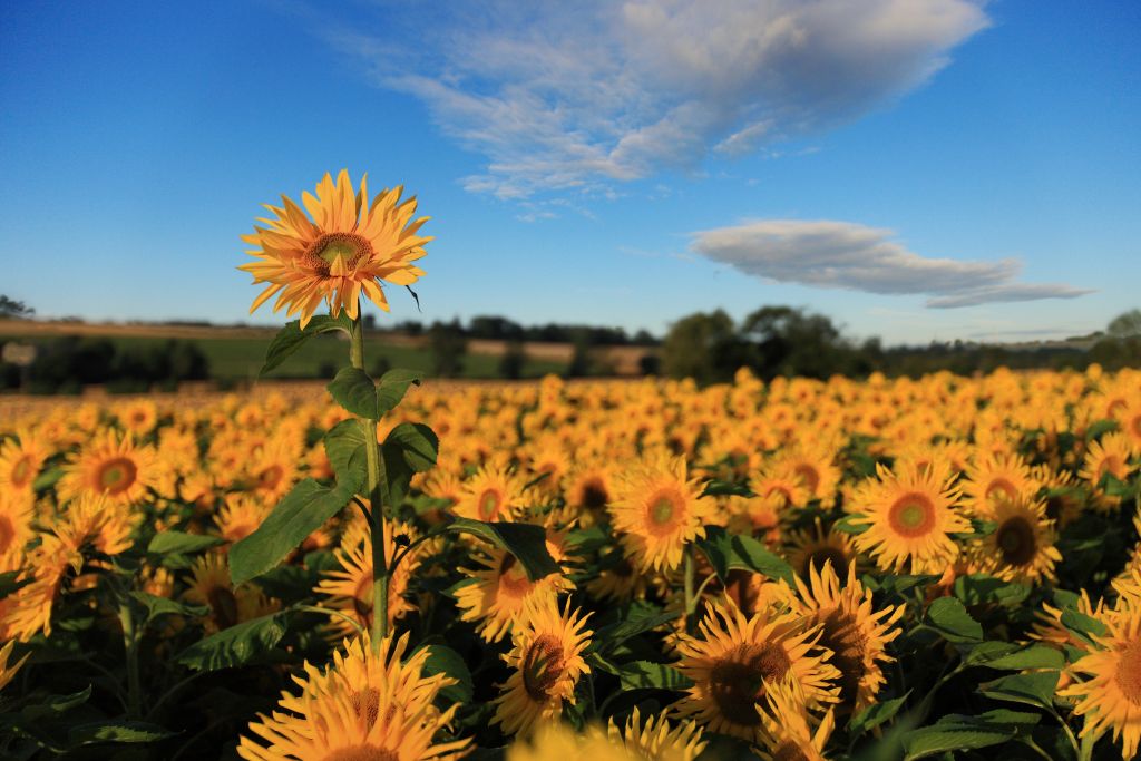 Sunflowers in Duleek