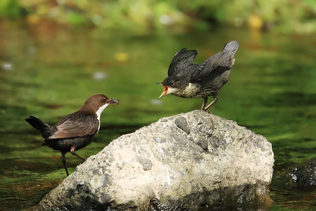 Dipper Feeding Young