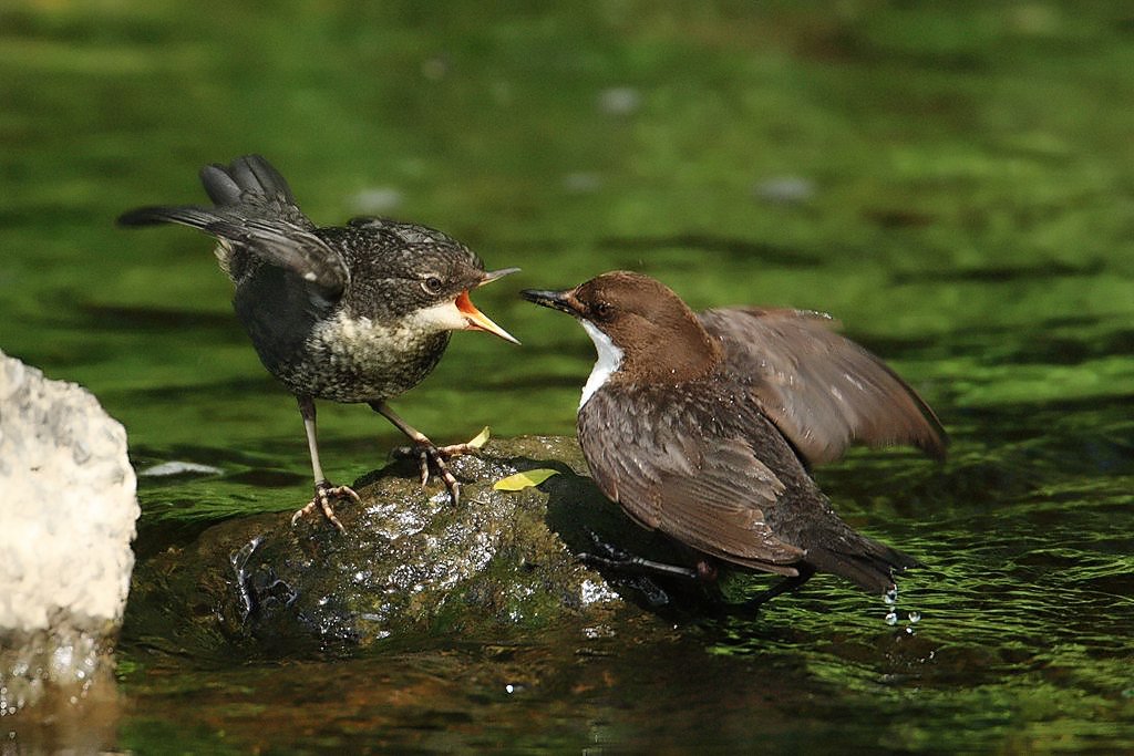 Dipper Feeding Young