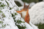 Red Squirrel in Snow