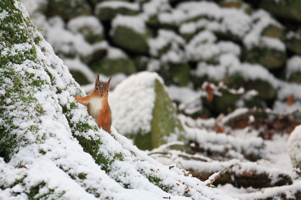 Red Squirrel in Snow