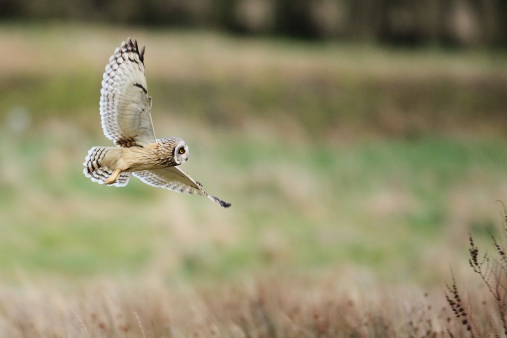 Short-eared Owl