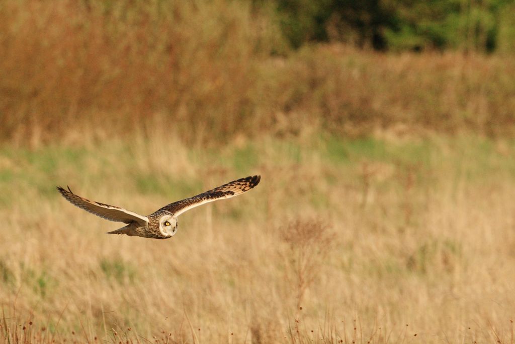 Short-eared Owl