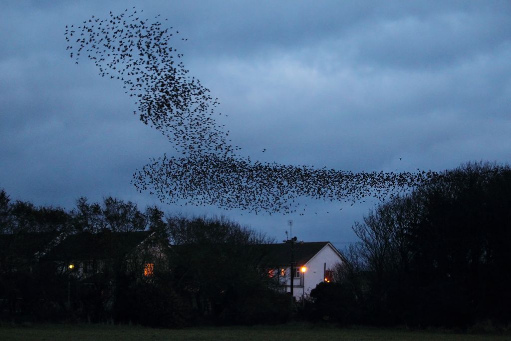 Starlings Enter Roost Like a Swarm of Bees