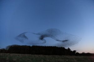 Starlings Flocking before Roosting