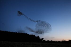 Shape-shifting Starlings Flock Together Detering Predators