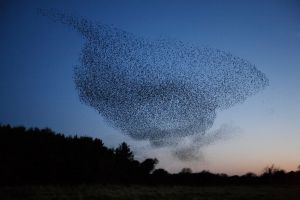 Starlings going to Roost