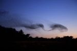 Starling Murmuration