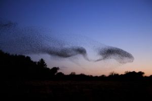 Starlings Flocking at Dusk