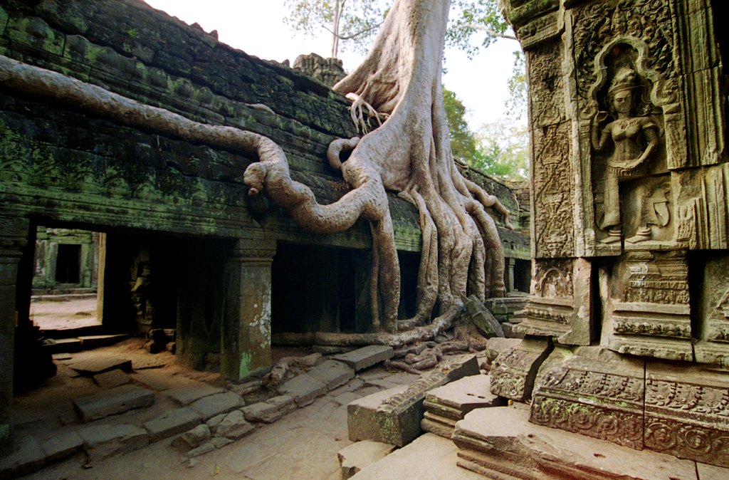 Jungle Temple With Fig Tree Cambodia