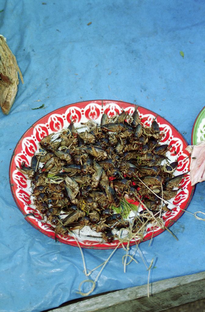 Insect Snacks in Market