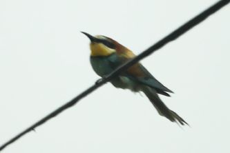 Bee-Eater