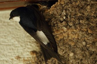 House Martin