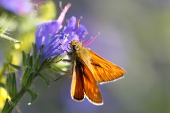 Small Skipper