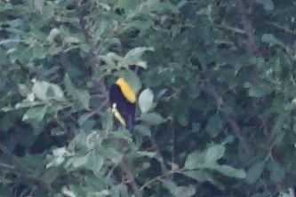 golden oriel